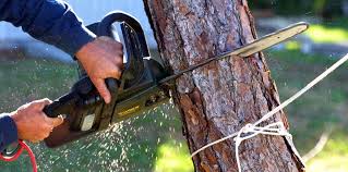 Best Tree Removal Service  in Laguna Heights, TX