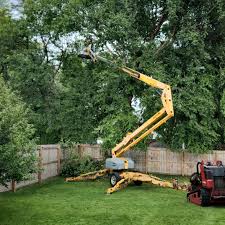 Professional Tree Services in Laguna Heights, TX