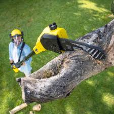 Best Tree Risk Assessment  in Laguna Heights, TX