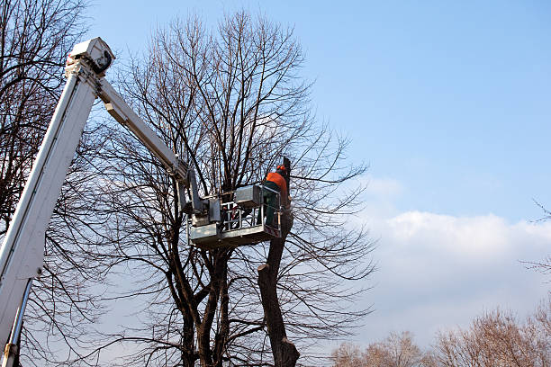 Best Tree Mulching  in Laguna Heights, TX