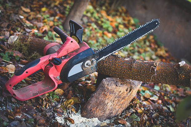 Best Storm Damage Tree Cleanup  in Laguna Heights, TX