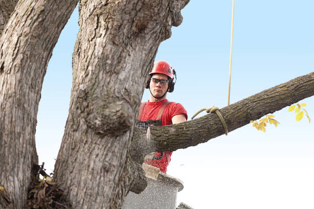 Best Fruit Tree Pruning  in Laguna Heights, TX